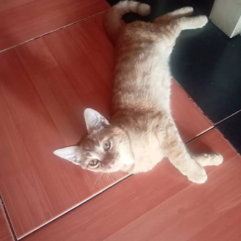 Adopsi kucing oren umur 4 bulan