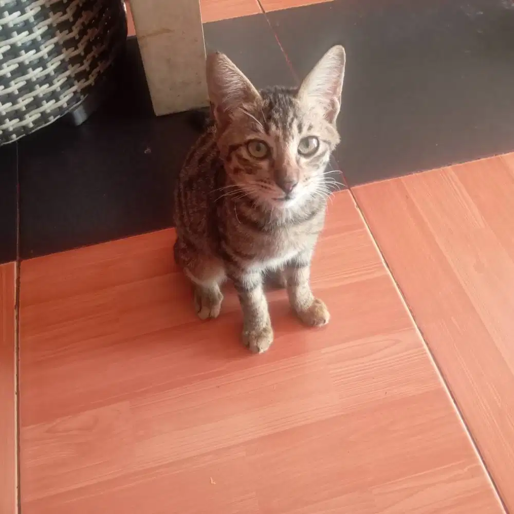 Adopsi kucing belang abu umur 4 bulan