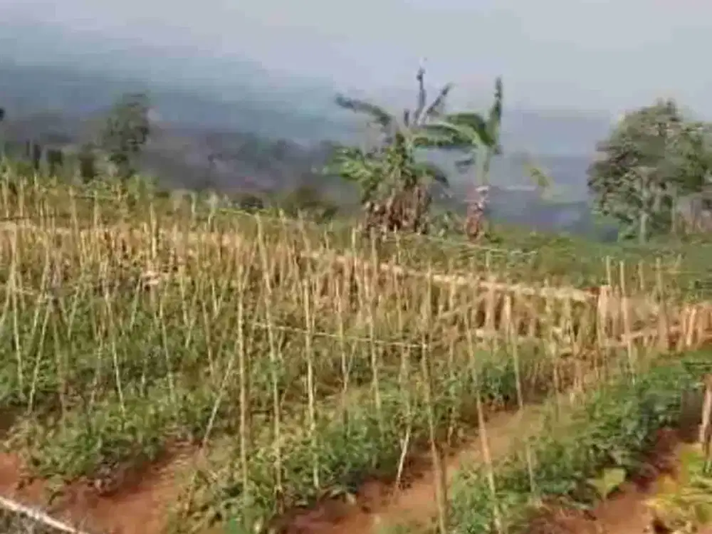 Tanah kebun murah jarang ada