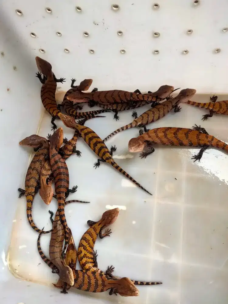 Art urus hewan mamalia dan reptil