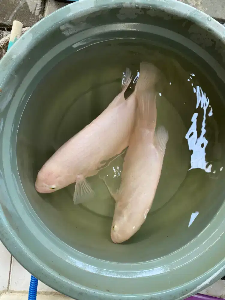 Ikan Gurame Padang 2 ekor