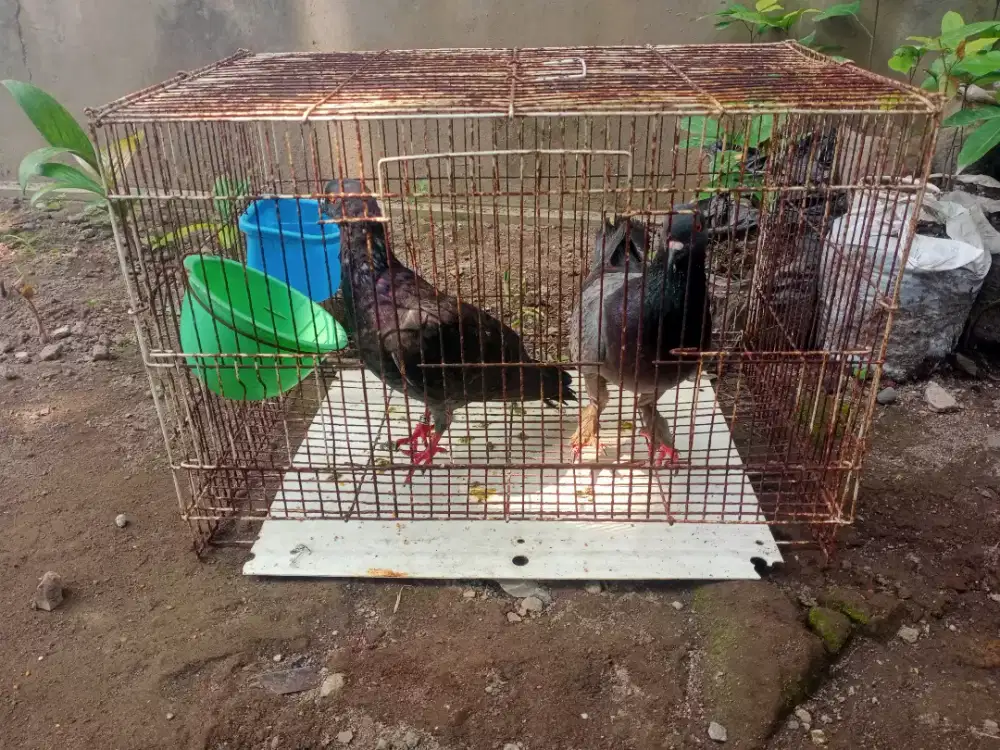 Spasang merpati tinggian