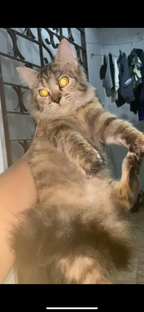 Kucing persmed betina