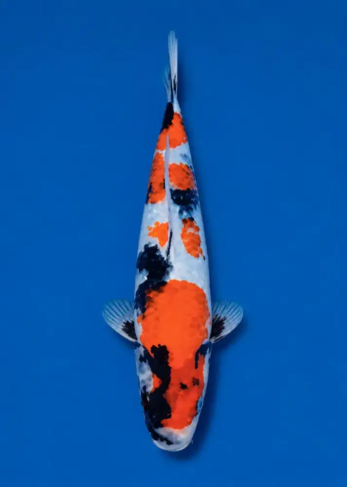 Koi Showa Sanshoku