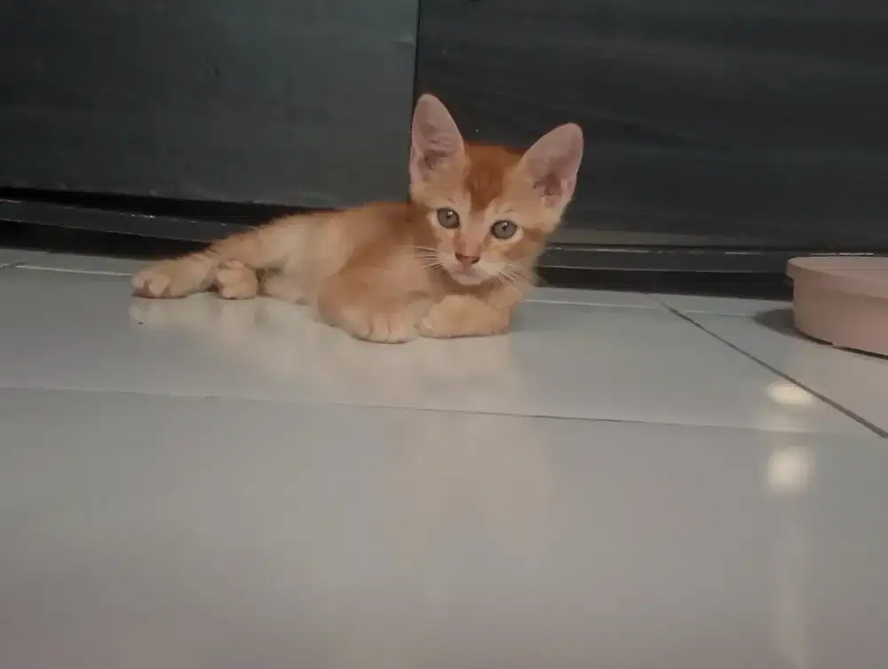 Open adopsi kucing domestik