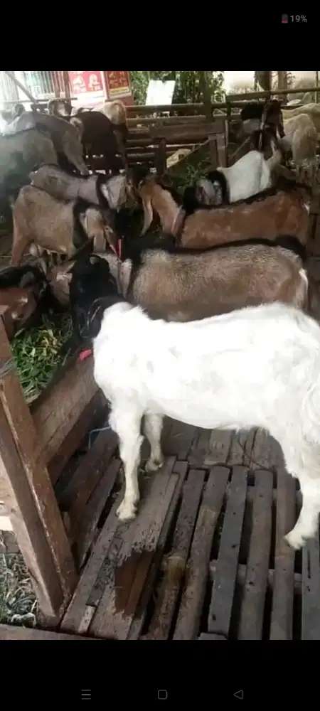 mwnjual kambing Qurban Amanah
