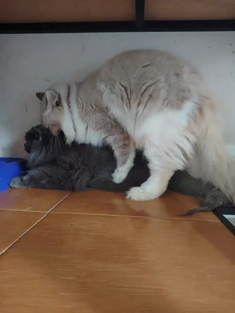 Jantan Ragdoll baca deskripsi