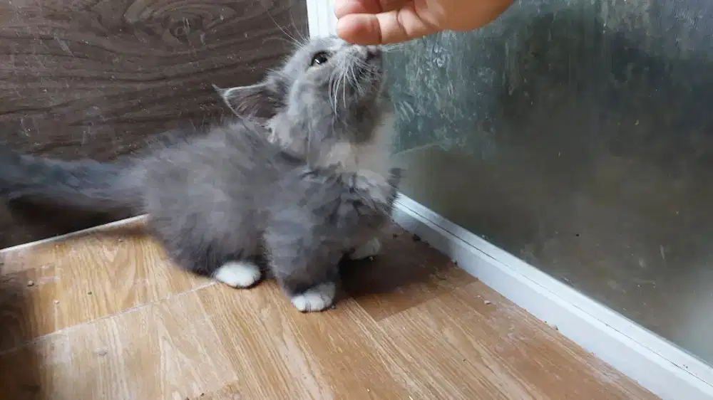 Kucing Munchkin BSH British Short Hair Kitten Jantan