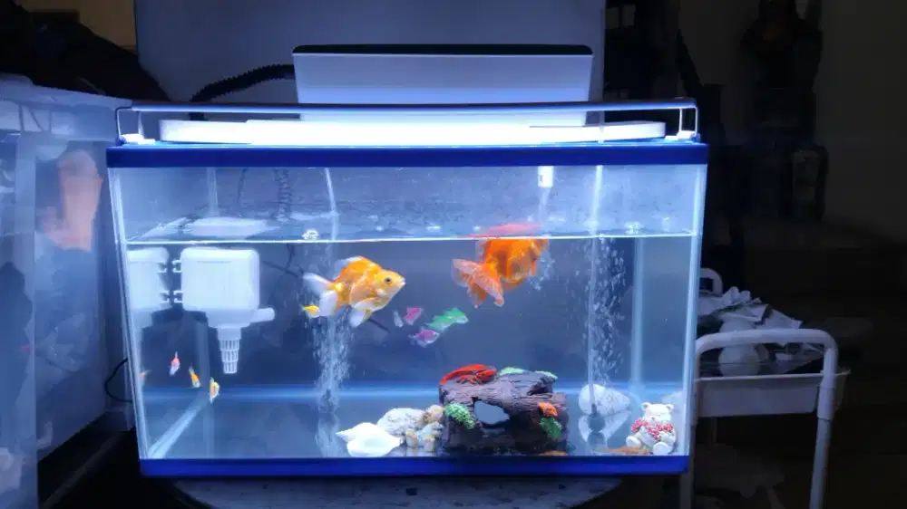Set Aquarium GEX - 60cm × 30cm × 35cm (asahi glass)
