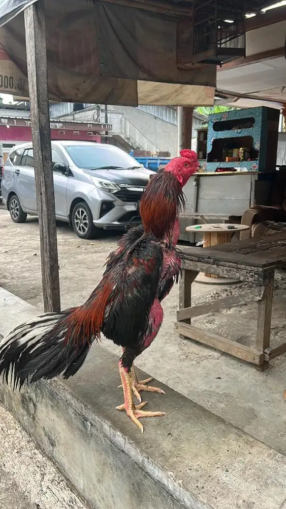 Ayam bangkok klasik