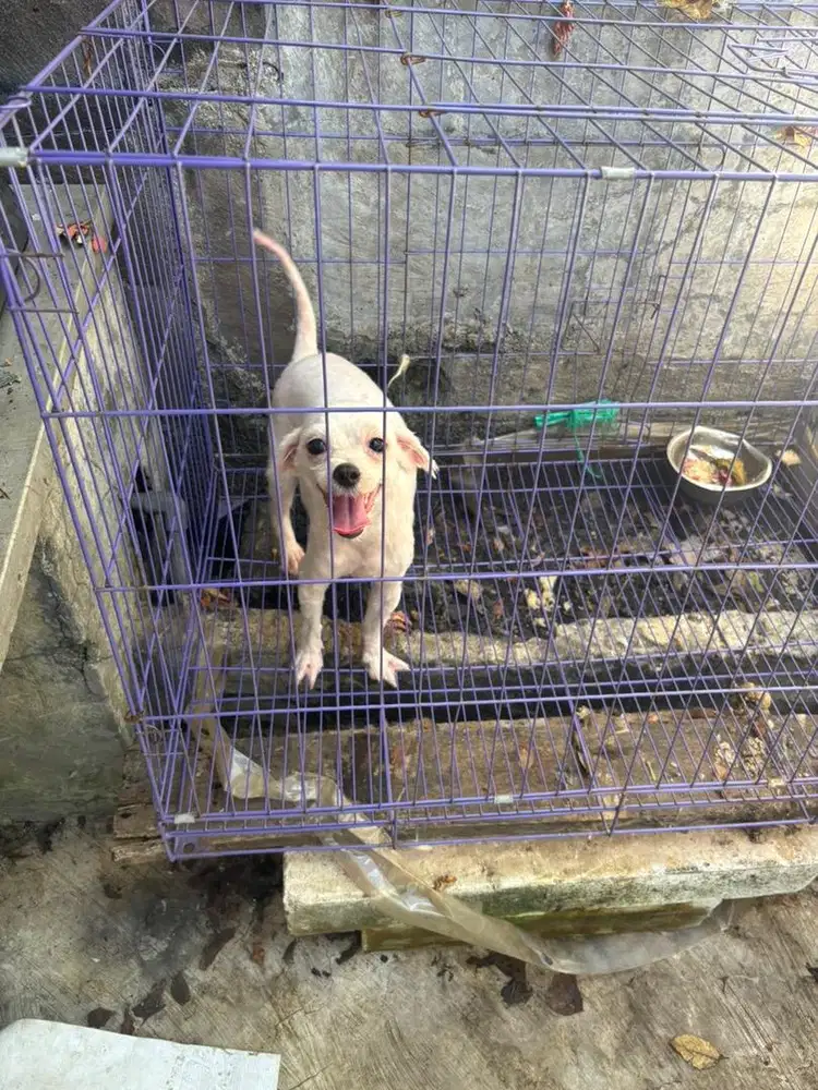 Hibah anjing kecil