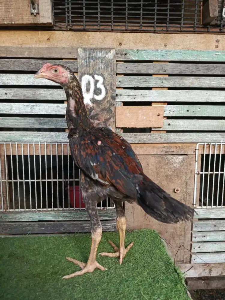 Anakan ayam Bangkok
