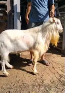 kambing gunung 70kiloanUP nyentrik ras saanen putih pas qurban premium