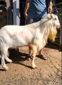 kambing gunung jantan 70kiloan ras saanen kambing kurban premium putih