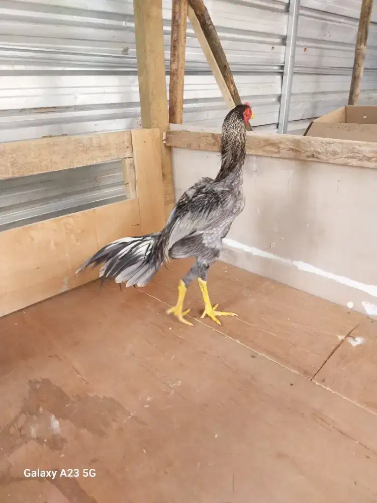 Ayam bangkok Mejowet