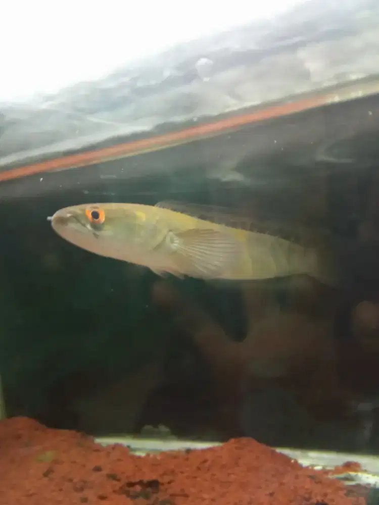 Channa Red sebangau