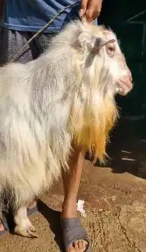 kambing gunung saanen 70kiloan exotik siap kurban premium putih bersih