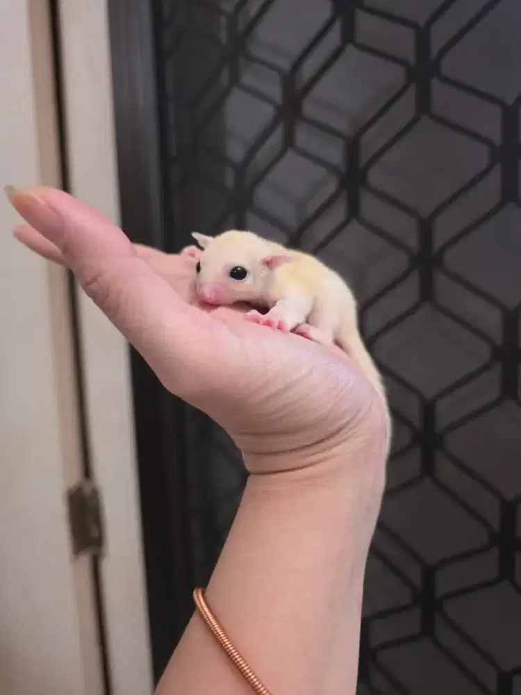 Sugar glider leucistic joey