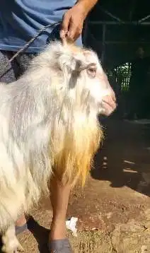kambing qurban saanen nyentrik 70kiloan putih jumbo kurban premium top