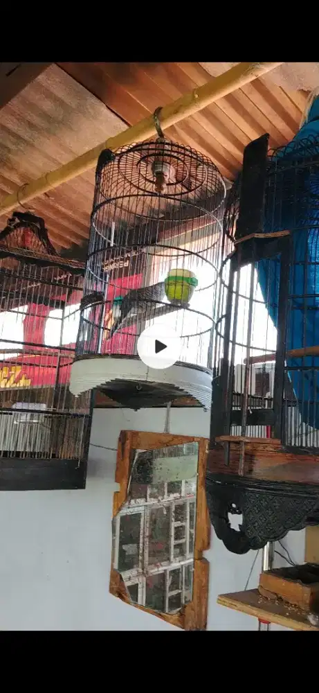 Jual perkutut lokal