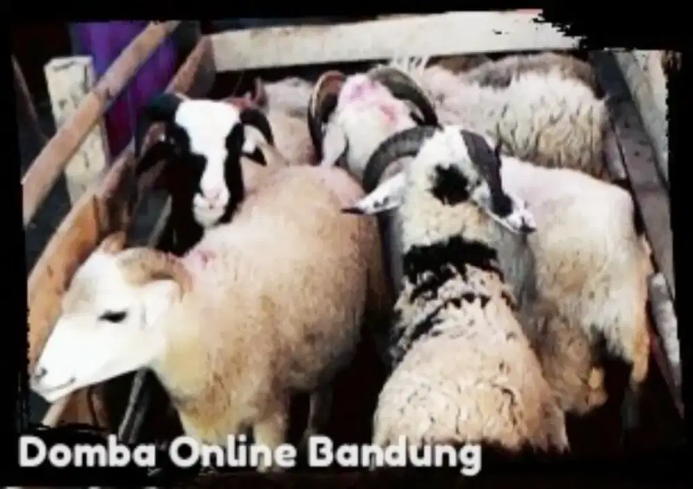 Domba Qurban Ismail