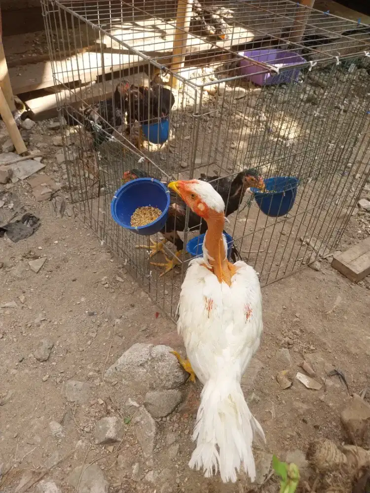 Ayam saigon ori