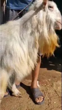 kambing gunung qurban 70kiloan ras saanen kurban premium jamin manteb