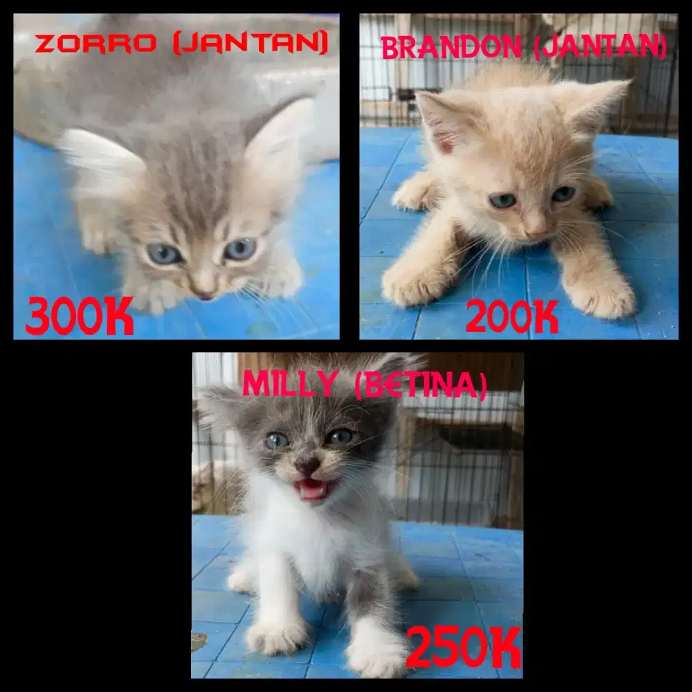 Anak kucing Himalaya x Persmed