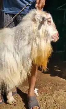 kambing gunung jantan 70kiloan ras saanen exotik siap qurban premium