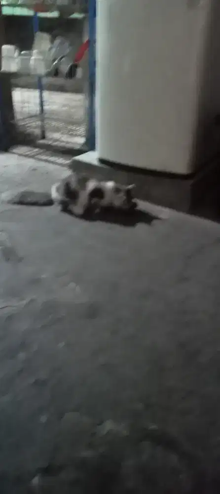Adopsi Anggora Asli