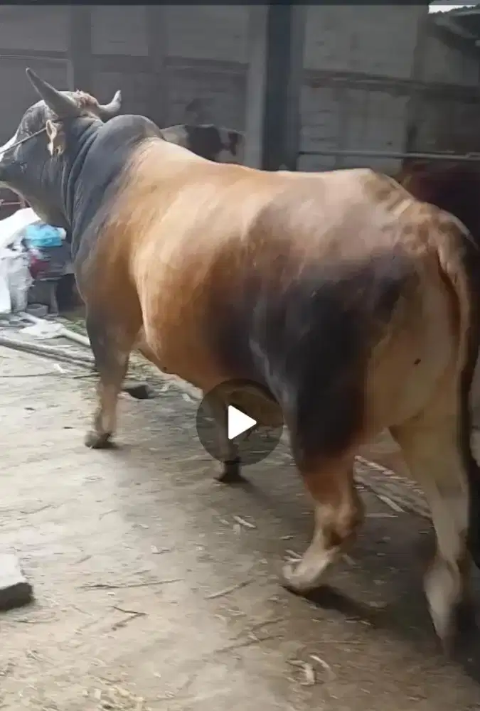 JUAL HEWAN QURBAN