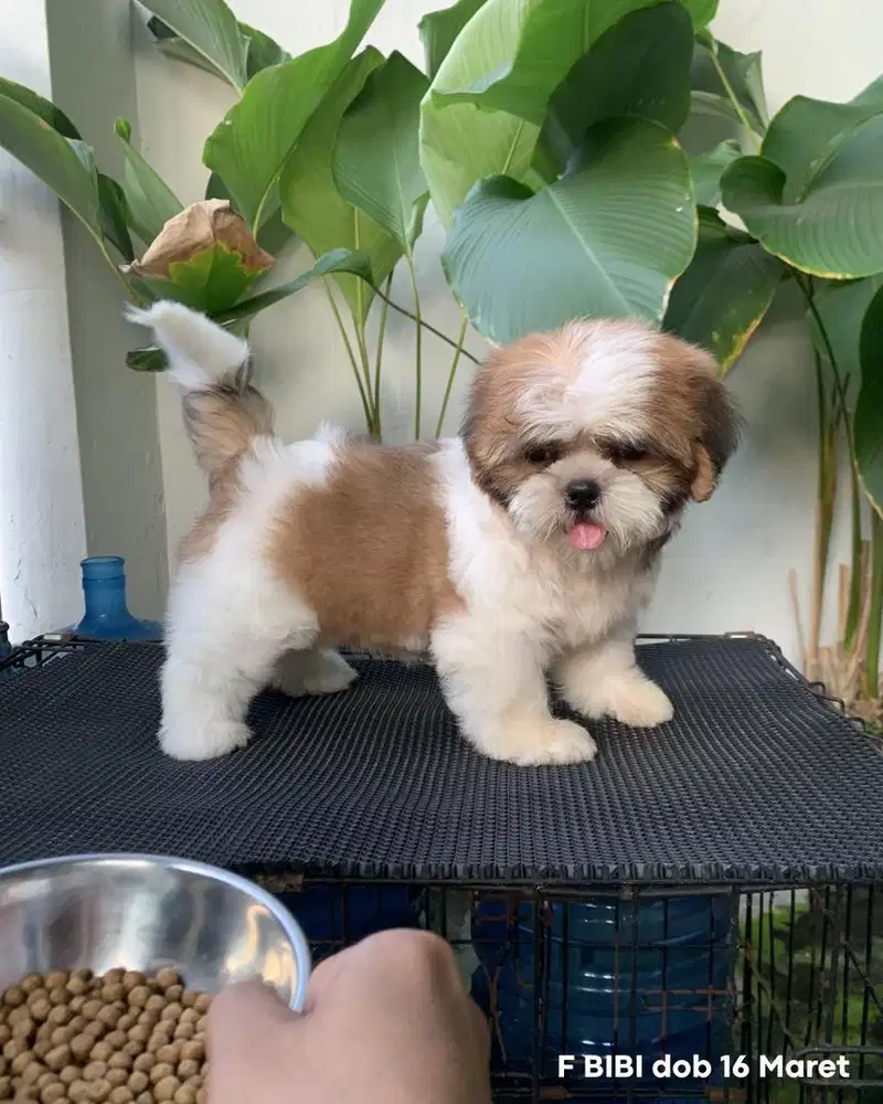 surabaya Anjing shihtzu shih tzu shitzu shitsu sitzhu