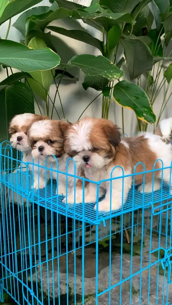 surabaya Anjing shihtzu shih tzu shitzu shitsu sitzhu