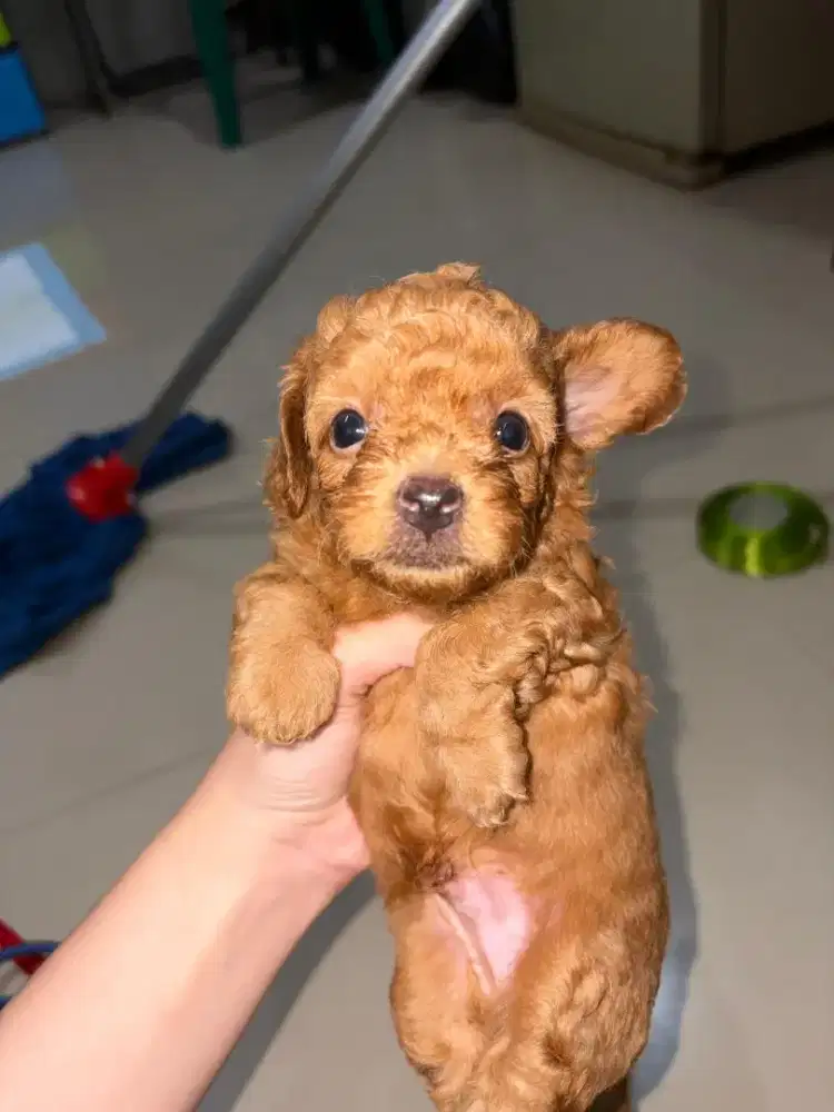 mini red poodle mix maltipo jantan usia 1bln 1/2