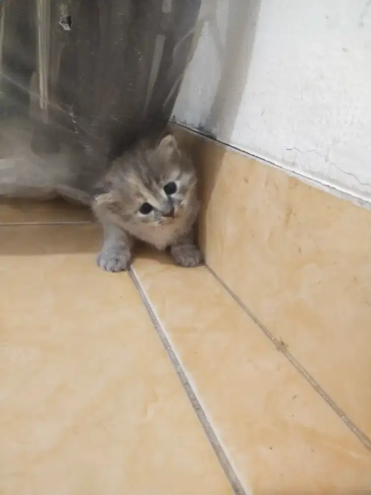Kucing persia newborn