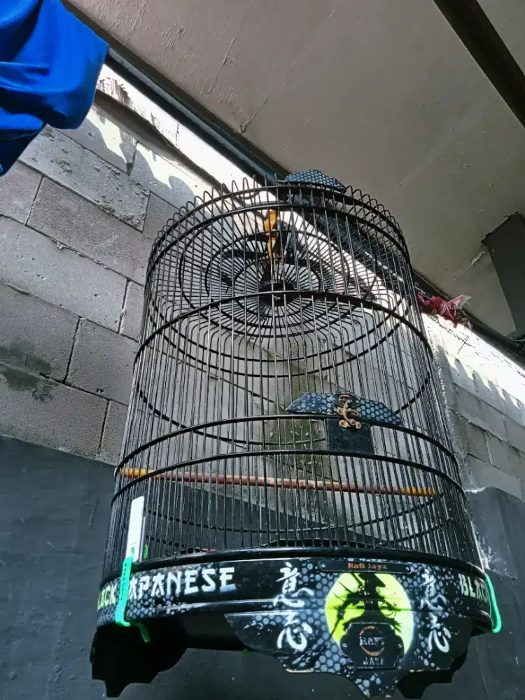 Kandang burung murai