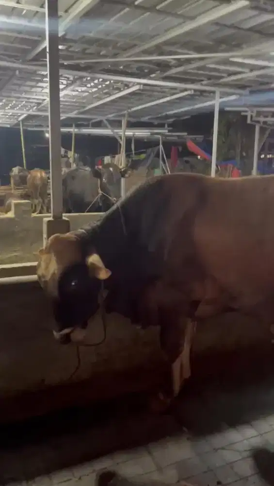 Sapi Kurban Bobot Besar Berkualitas dan BerSertifikat Garansi