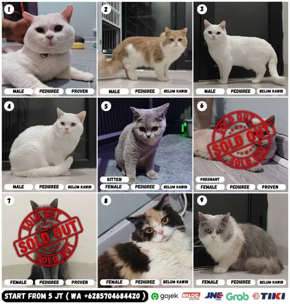 Kucing British Shorthair Murah