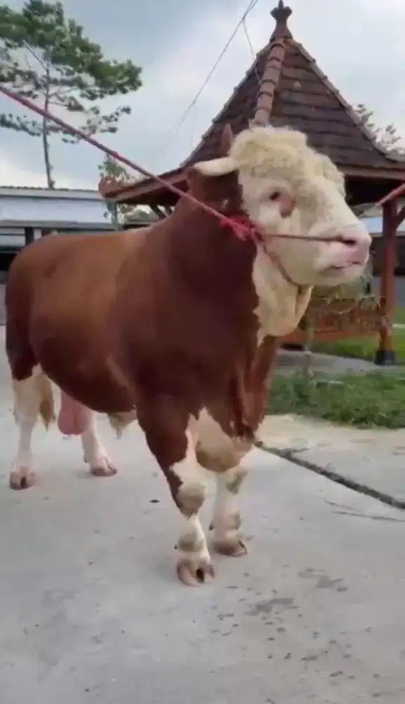 Sapi Kurban Berkualitas dan Bersertifikat Garansi