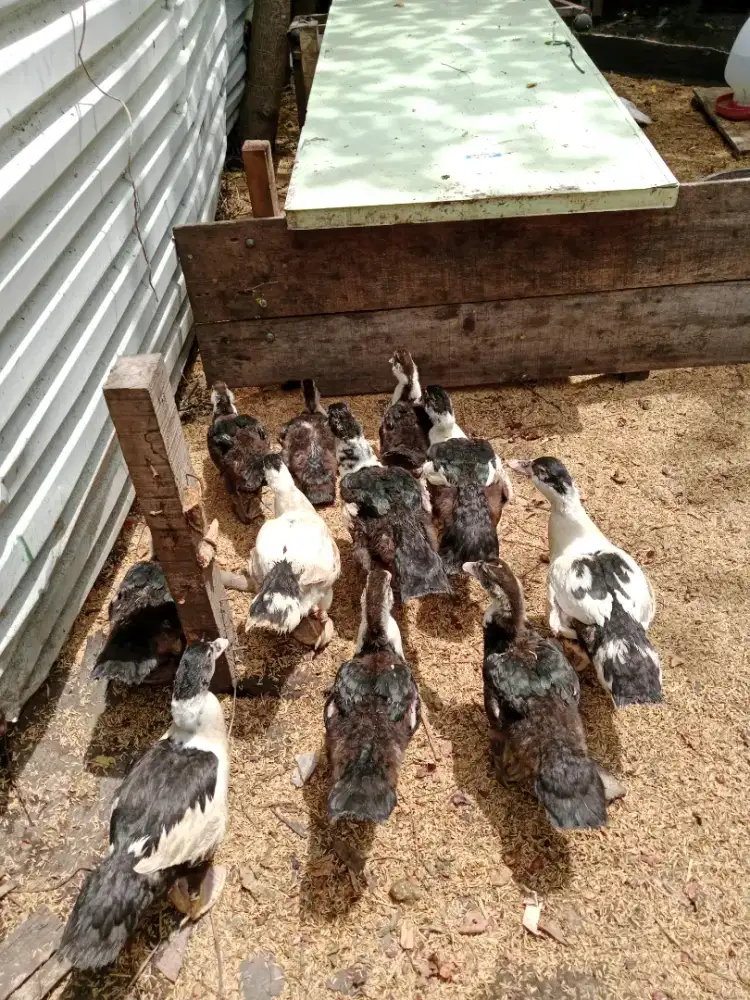 Bebek entok 11 ekor jual borongan