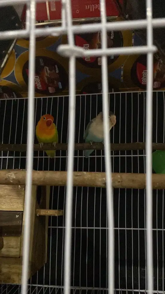 Lovebird sepasang sudah jodoh