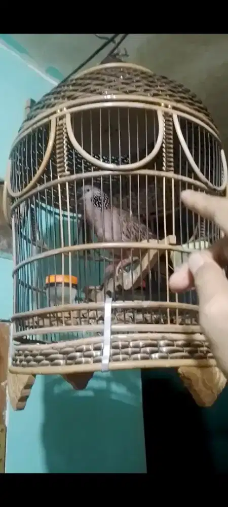 Tekukur  Gacor kuk 1 nyaring