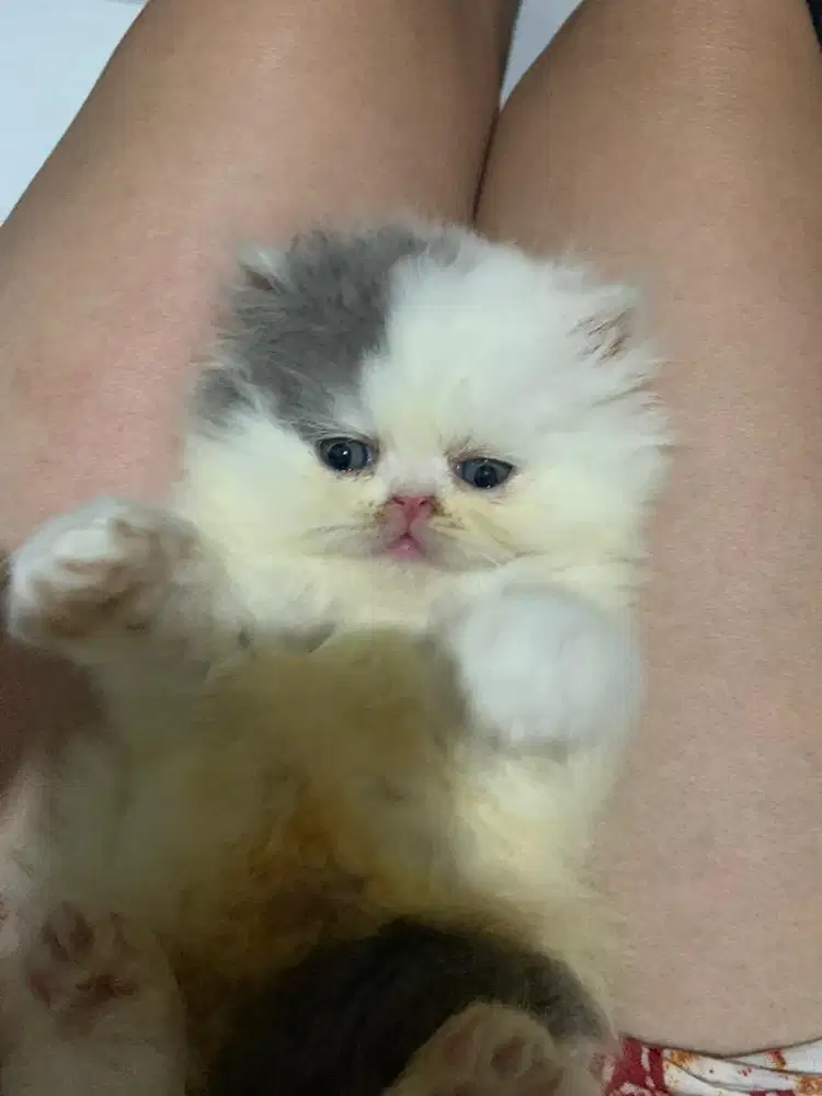KITTEN PERSIAN PEAKNOSE JANTAN BULU KAPAS LONGHAIR