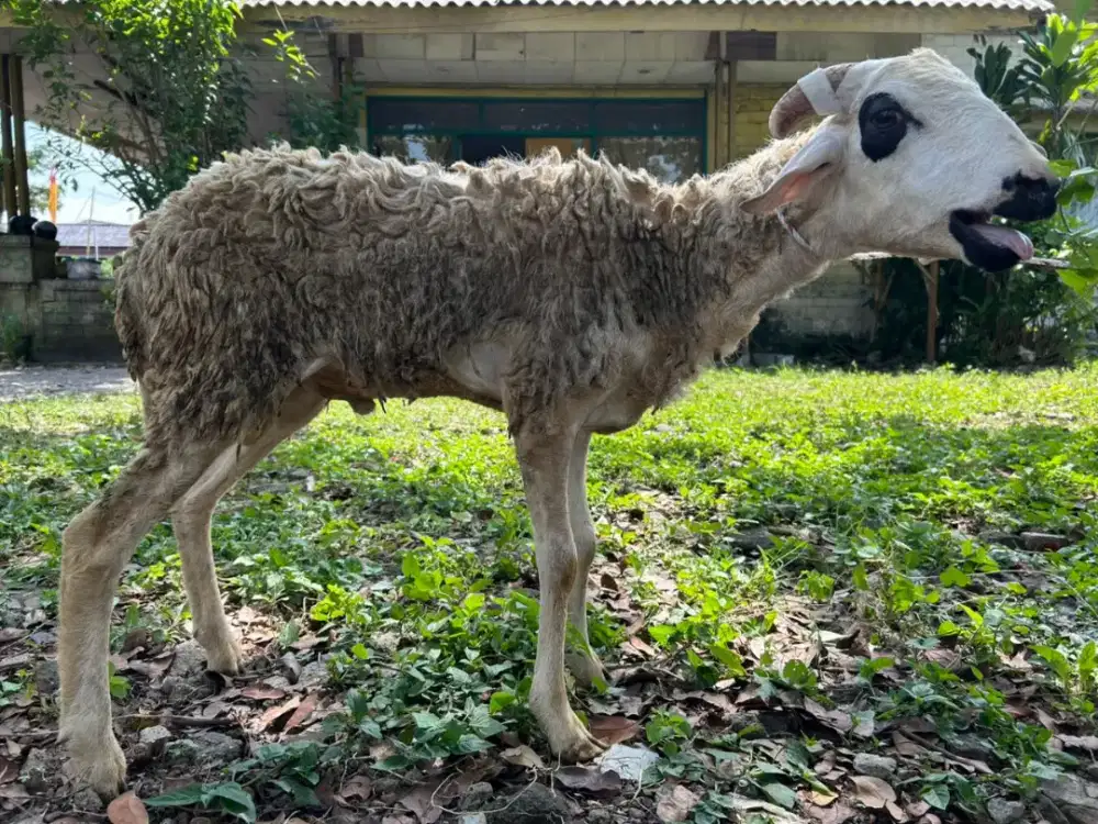 Domba layak qurban