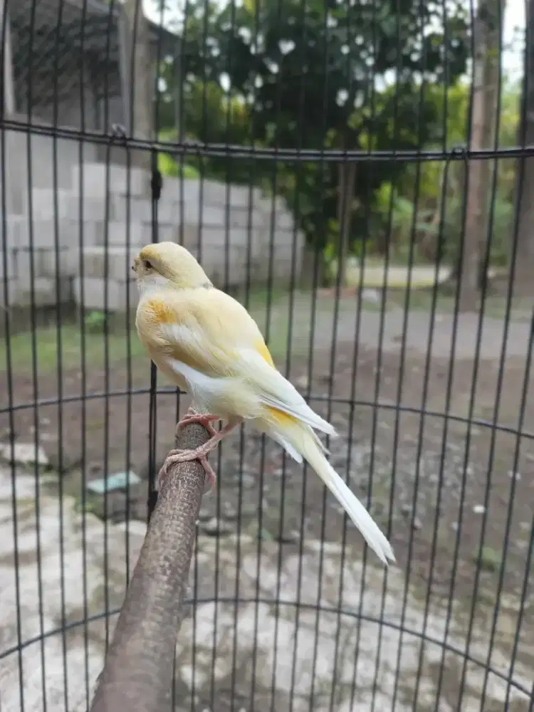 Paud kenari cerah