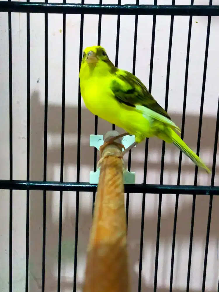 Burung kenari bon stabilo betina menuju siap