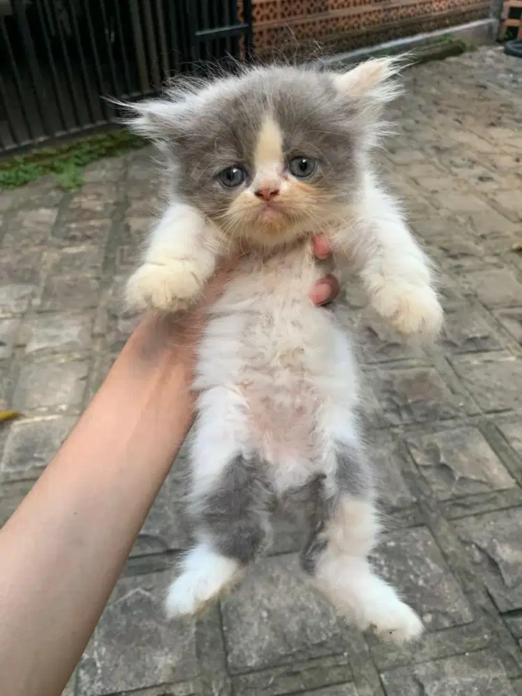 KUCING PERSIA FLATNOSE