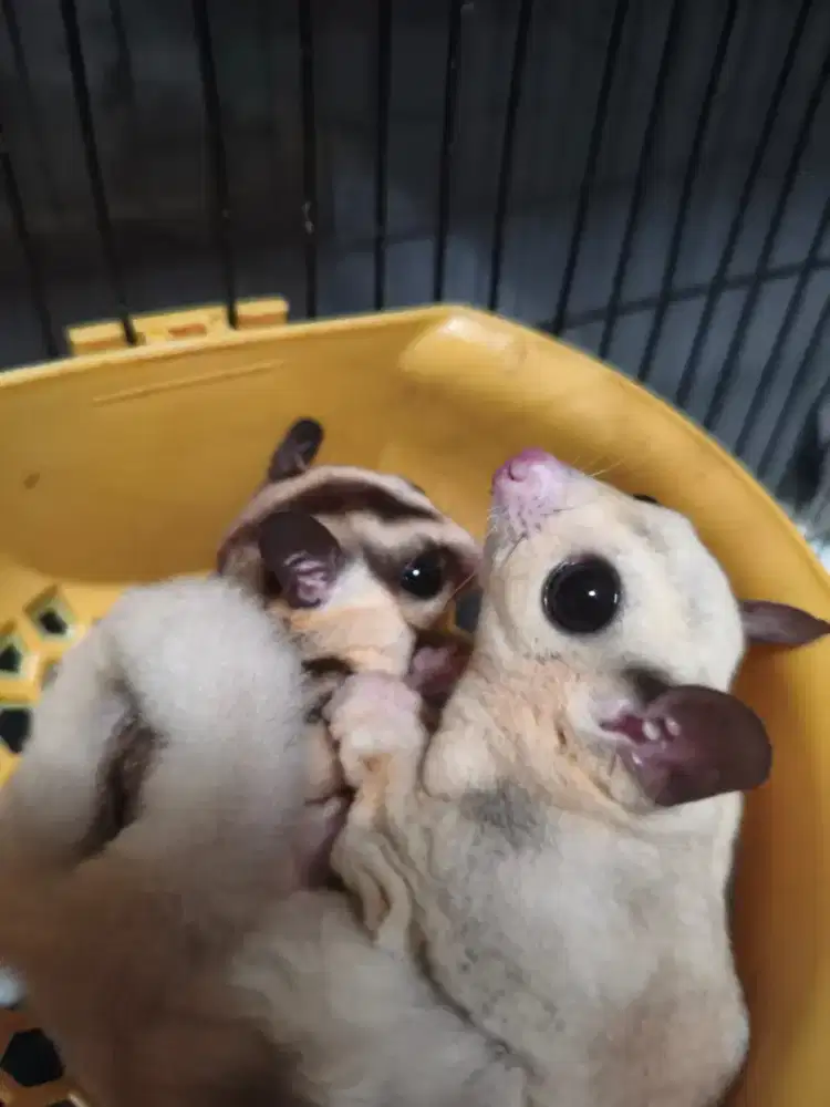 Sugar glider sepasang