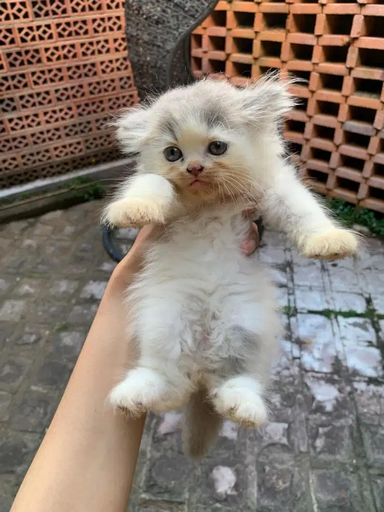 KUCING PERSIA FLATNOSE