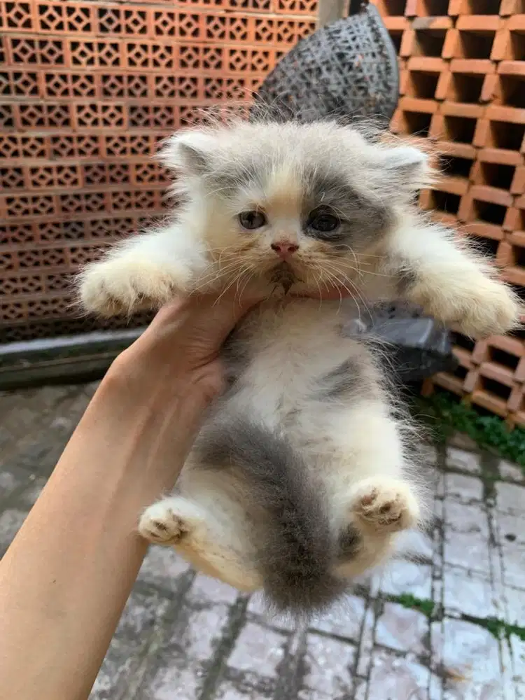KUCING PERSIA FLATNOSE